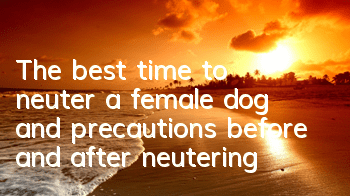 TThe best time to neuter a female dog and precautions before and after neutering