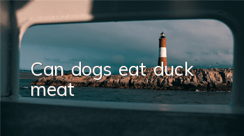 TCan dogs eat duck meat?
