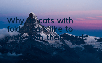 TWhy do cats with folded ears like to walk with their heads arched?