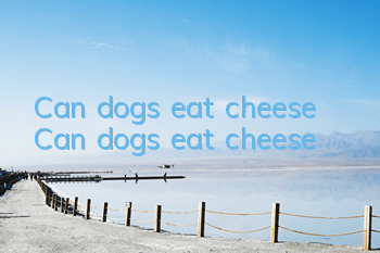 Can dogs eat cheese? Can dogs eat cheese?