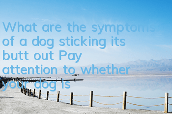 What are the symptoms of a dog sticking its butt out? Pay attention to whether your dog is sick!