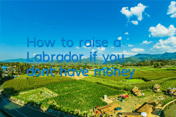 How to raise a Labrador if you don’t have money?