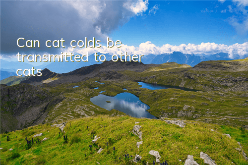 Can cat colds be transmitted to other cats?