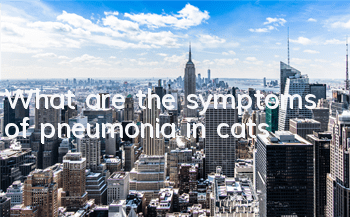 What are the symptoms of pneumonia in cats?