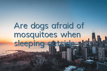 Are dogs afraid of mosquitoes when sleeping outside?