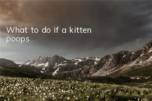 What to do if a kitten poops