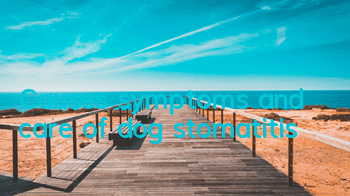 Causes, symptoms and care of dog stomatitis