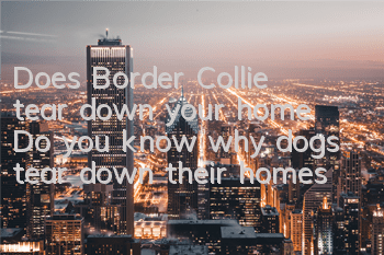 Does Border Collie tear down your home? Do you know why dogs tear down their homes?