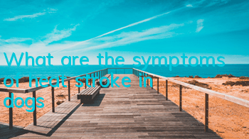 What are the symptoms of heat stroke in dogs?