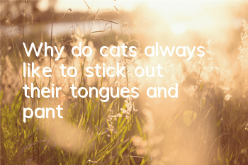 Why do cats always like to stick out their tongues and pant?