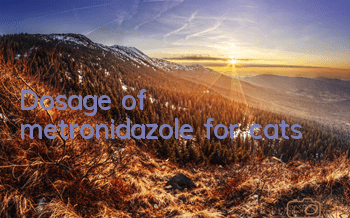 Dosage of metronidazole for cats