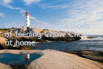 What are the methods of feeding Chow Chow at home?