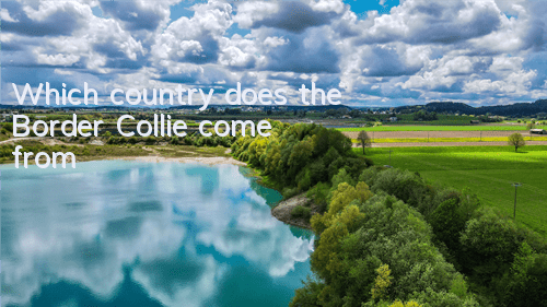 Which country does the Border Collie come from?