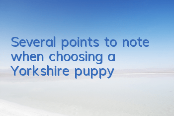 Several points to note when choosing a Yorkshire puppy