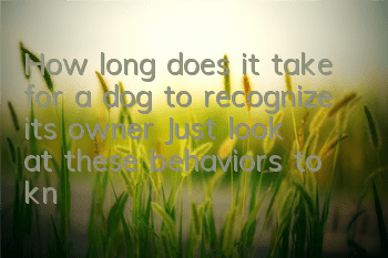 THow long does it take for a dog to recognize its owner? Just look at these behaviors to know