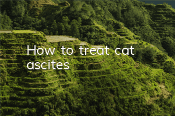 How to treat cat ascites