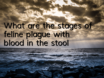 What are the stages of feline plague with blood in the stool?