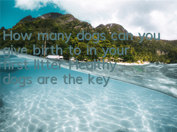 How many dogs can you give birth to in your first litter? Healthy dogs are the key!