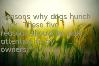 Reasons why dogs hunch back. These five reasons should be paid attention to by owners.