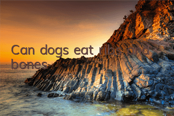 Can dogs eat ribs and bones?