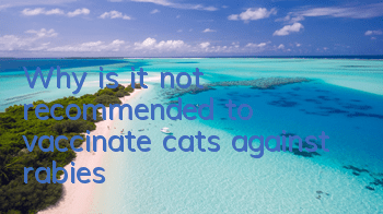 Why is it not recommended to vaccinate cats against rabies?