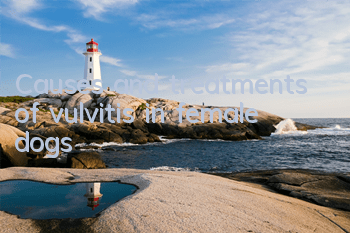 TCauses and treatments of vulvitis in female dogs