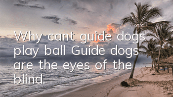 Why can’t guide dogs play ball? Guide dogs are the eyes of the blind.