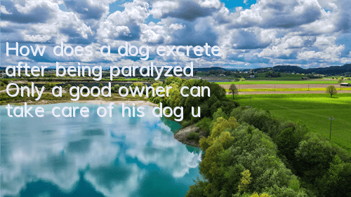 How does a dog excrete after being paralyzed? Only a good owner can take care of his dog until he grows old!