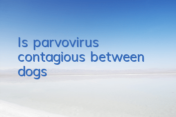 TIs parvovirus contagious between dogs?