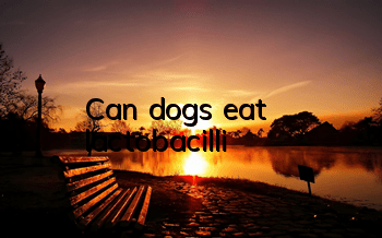 Can dogs eat lactobacilli?