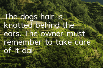 The dog’s hair is knotted behind the ears. The owner must remember to take care of it daily!