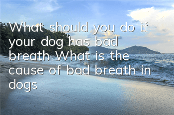 What should you do if your dog has bad breath? What is the cause of bad breath in dogs?