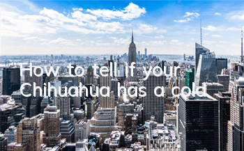 THow to tell if your Chihuahua has a cold