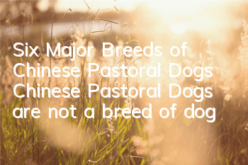 Six Major Breeds of Chinese Pastoral Dogs Chinese Pastoral Dogs are not a breed of dog