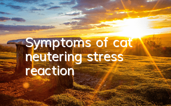 Symptoms of cat neutering stress reaction