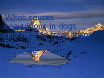 What causes convulsions in dogs and how to treat them? Prescribe the right medicine.