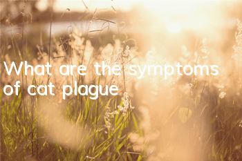 What are the symptoms of cat plague?