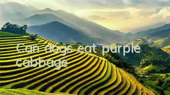 Can dogs eat purple cabbage?