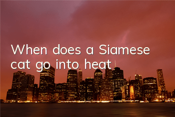 TWhen does a Siamese cat go into heat?