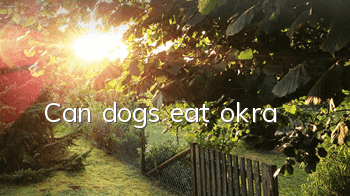 Can dogs eat okra?