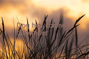 TDog has canine distemper