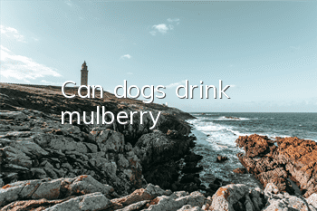 Can dogs drink mulberry?