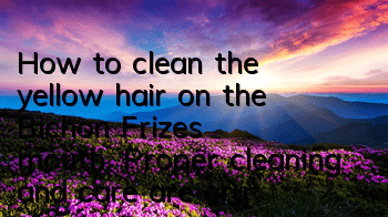 How to clean the yellow hair on the Bichon Frize's mouth. Proper cleaning and care are crucial!
