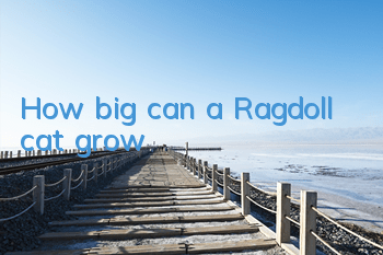THow big can a Ragdoll cat grow?