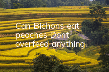 Can Bichons eat peaches? Don’t overfeed anything!