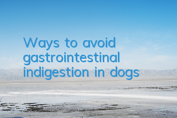 Ways to avoid gastrointestinal indigestion in dogs