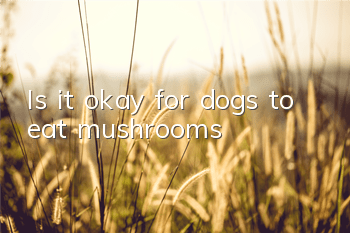 Is it okay for dogs to eat mushrooms?