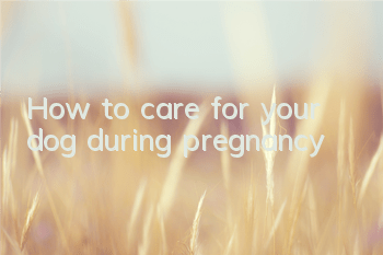 How to care for your dog during pregnancy