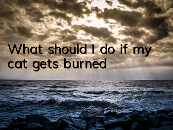 What should I do if my cat gets burned?