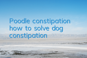 Poodle constipation, how to solve dog constipation